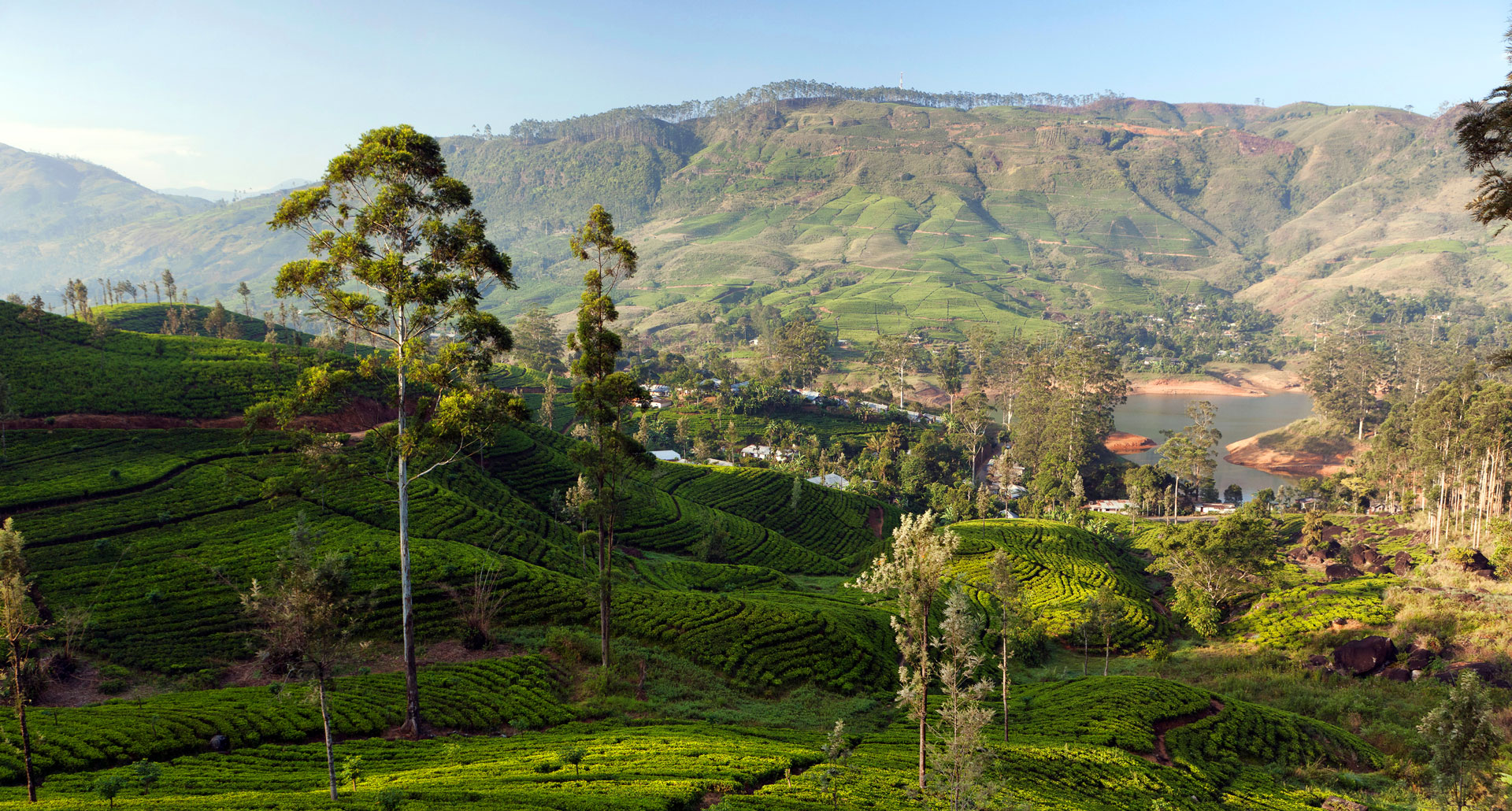 Ceylon Tea Trail